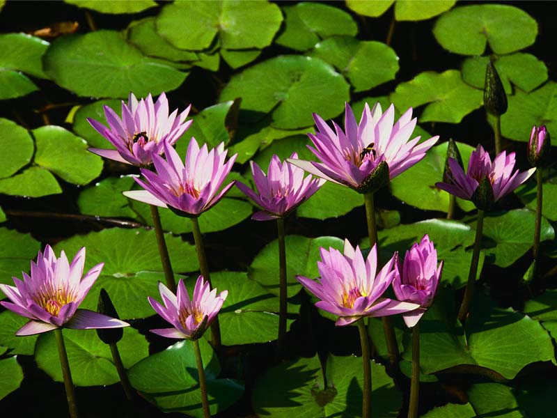 Water lilies.png